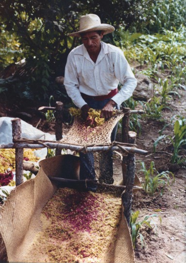 Amado del Valle, 1979, Guatemala, Amaranth Cultivation