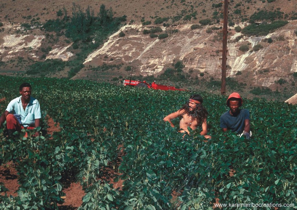 Mwana Bermudes, 1981, Lesotho, Soy Agriculture, Soy Dairy, Soy Technology